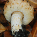 Lactarius subvillosus - Photo (c) Christian Schwarz, some rights reserved (CC BY-NC), uploaded by Christian Schwarz