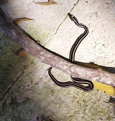 White-Striped Snake photo 1