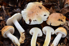 Hygrophorus roseobrunneus image