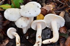 Hygrophorus eburneus image