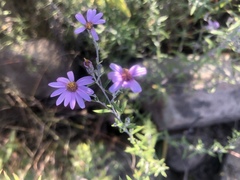 Athrixia phylicoides