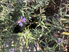 Athrixia phylicoides