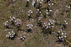 Triphysaria versicolor