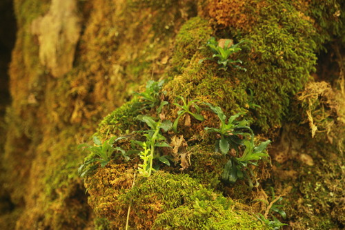 Goodyera pendula iNat (2)