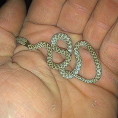 Hypsiglena chlorophaea