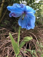 Meconopsis