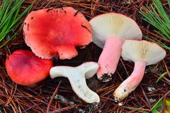 Russula sanguinaria image
