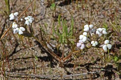 Triphysaria versicolor