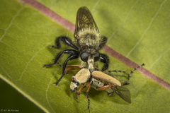 Macrodactylus subspinosus