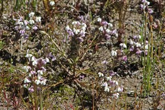 Triphysaria versicolor