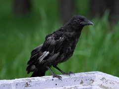 Corvus corone