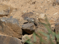 Atlantoxerus getulus