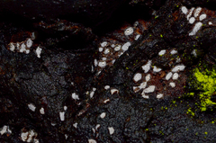 Propolis farinosa image