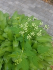 Aegopodium