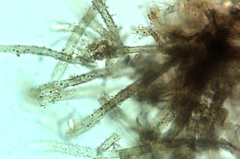 Neodasyscypha cerina image