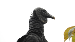 Coragyps atratus