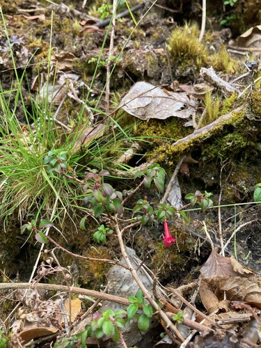 Fuchsia hemsleyana