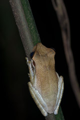 Osteocephalus deridens