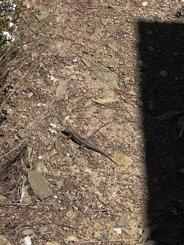 iNaturalist observation photo of Common Sagebrush Lizard