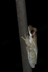 Osteocephalus deridens