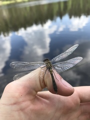 Leucorrhinia caudalis