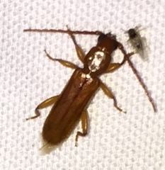 Smodicum cucujiforme