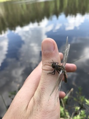 Leucorrhinia caudalis