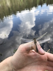 Leucorrhinia caudalis