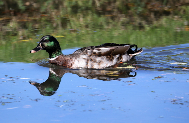 African Black Duck × Mallard