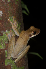 Osteocephalus planiceps