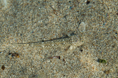 Pomatoschistus marmoratus