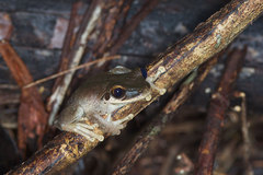 Osteocephalus yasuni