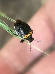 Cosmopepla conspicillaris