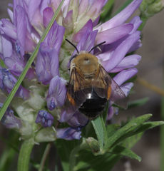 Anthophora montana