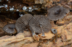 Arrhenia epichysium image