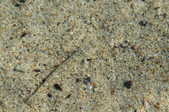 Pomatoschistus marmoratus