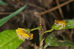 Dendropsophus triangulum