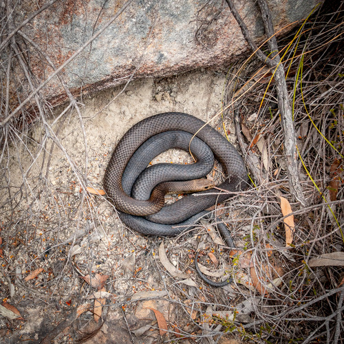 Eastern Brown Snake sighting