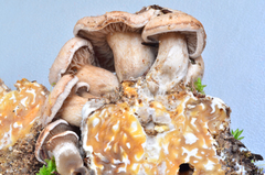 Clitocybe sclerotoidea image