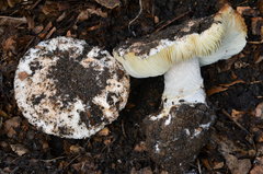 Leucoagaricus amanitoides image