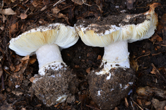 Leucoagaricus amanitoides image