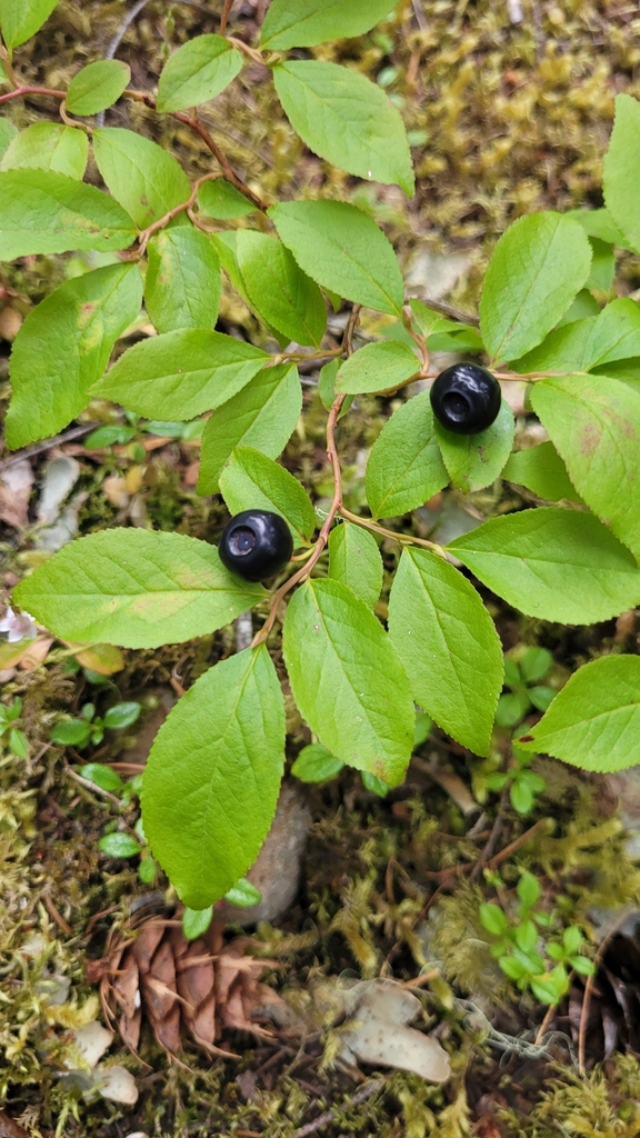 thinleaf huckleberry