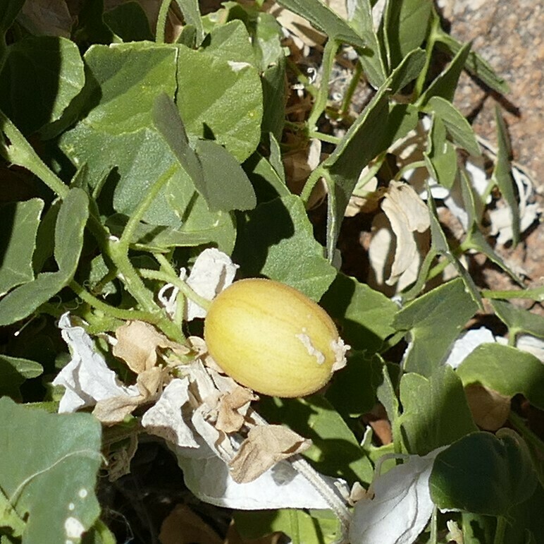 Rough Cucumber