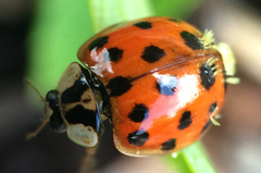 Hesperomyces virescens image