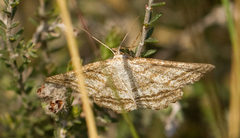 Perconia strigillaria