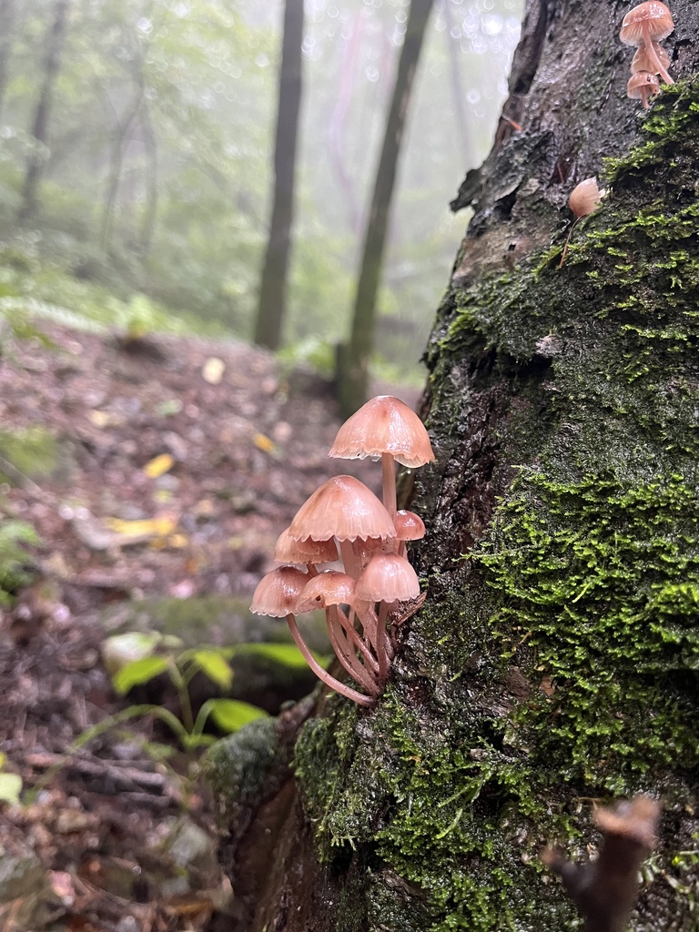Mycena haematopus · July 2024 · photo: © stolbovsky (iNaturalist, cc-by)