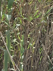 Arundo