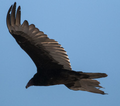 Cathartes aura image