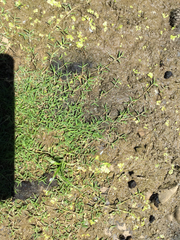 Eragrostis hypnoides