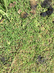 Eragrostis hypnoides